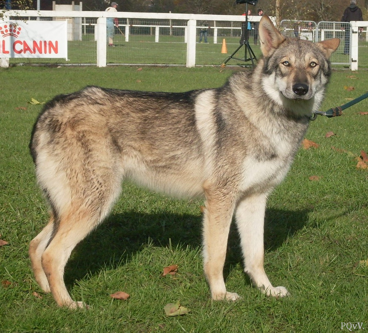  Gwalenn Prizious ar Borin Braz